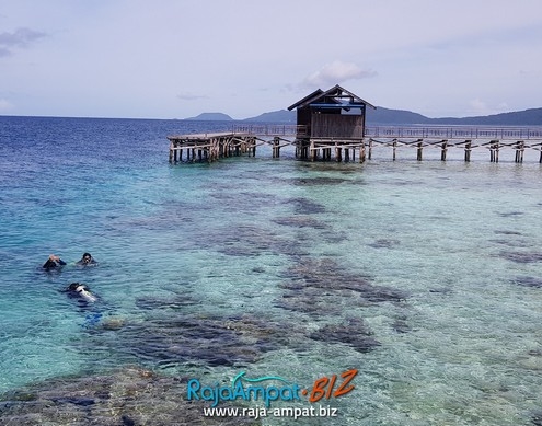 Diving Raja Ampat